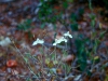 Acanthaceae - Carlowrightia arizonica Explorar1445
