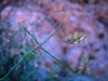 Acanthaceae - Justicia californica Explorar2045