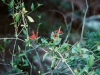 Acanthaceae - Justicia candicans Explorar2222