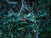 Acanthaceae - Justicia candicans Explorar821