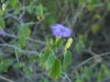 Acanthaceae - Ruellia californica - San Antonio IMG_5288