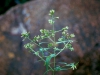 Asteraceae - Koanophyllon solidaginifolium Explorar1418