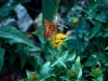 Asteraceae - Lagascea decipiens Explorar1436