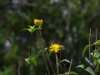 Asteraceae - Lagascea decipiens IMG_2208