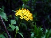 Asteraceae - Lagascea decipiens P0000723