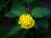 Asteraceae - Lagascea decipiens P0000725