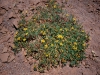 Asteraceae - Pectis coulteri - El Sahuaral Explorar2095