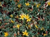 Asteraceae - Pectis coulteri - El Sahuaral Explorar2096