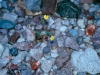 Asteraceae - Perityle californica Explorar793