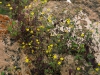 Asteraceae - Perityle californica - San Antonio IMG_2214