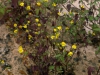 Asteraceae - Perityle californica - San Antonio IMG_2215