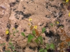 Asteraceae - Perityle californica - San Antonio IMG_2216