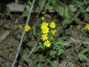 Asteraceae - Perityle californica - San Antonio IMG_5295