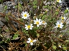 Asteraceae - Perityle emoryi - El Choyudo P0001277