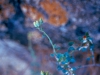 Asteraceae - Pleurocoronis laphamioides - La Balandrona Explorar839