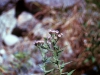 Asteraceae - Pluchea salicifolia - La Balandrona Explorar2064