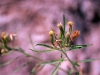 Asteraceae - Porophyllum pausodynum Explorar459