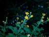 Asteraceae - Verbesina felgeri - Los Anegados Explorar1431