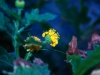 Asteraceae - Verbesina felgeri - Los Anegados Explorar763