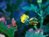 Asteraceae - Verbesina felgeri - Los Anegados Explorar820