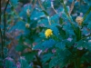 Asteraceae - Verbesina felgeri - Los Anegados Explorar830
