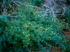 Asteraceae - Viguiera dentata flores y Stegnosperma halimifolium Explorar1440