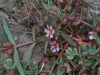 Lythraceae - Ammannia robusta - San Antonio P0000947