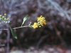 Malpighiaceae - Callaeum macropterum Explorar770