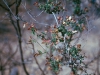 Malpighiaceae - Cottsia californica - Ejido Francisco Villa Explorar781