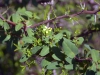 Malpighiaceae - Cottsia californica - La Palmita IMG_0276
