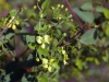 Malpighiaceae - Cottsia californica - La Palmita IMG_0277